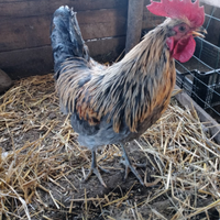 Galli silverudds svedese / isbar