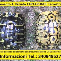 TARTARUGHE Terrestri - (Tutta ITALIA)