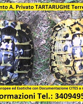 TARTARUGHE Terrestri - (Tutta ITALIA)