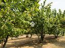 ter-agricolo-a-mercogliano