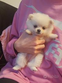 Spitz pomerania