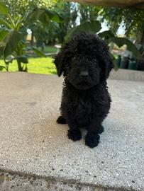 Cuccioli di barboncino