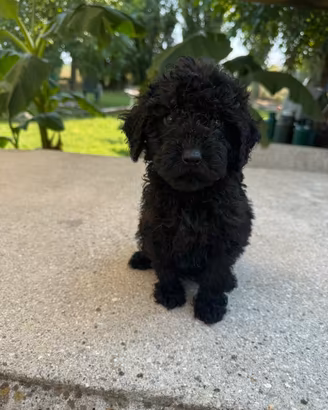 Cuccioli di barboncino
