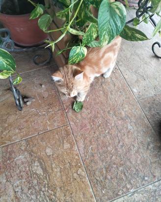 .Gattino rosso