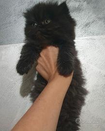 Gattini persiani nero smog con sfumature argento
