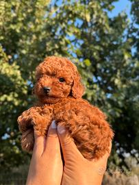 Cucciolo di barboncino red
