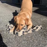 Femmina di labrador disponibile