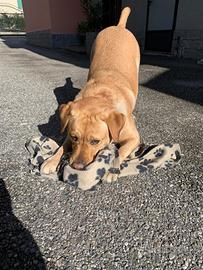 Femmina di labrador disponibile