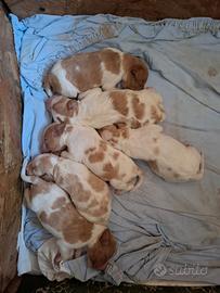 Cuccioli Épagneul Breton