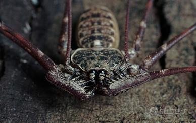 Phrynus goesii e maesi 