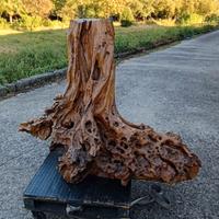 radica di ulivo da esposizione