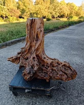 radica di ulivo da esposizione