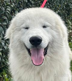 Cuccioli di pastore Abruzzese Maremmano