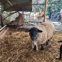 Ariete montone suffolk