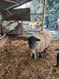 Ariete montone suffolk