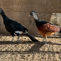 Hocco Crax Rubra e Pauxi Pauxi