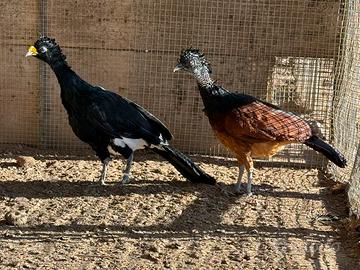 Hocco Crax Rubra e Pauxi Pauxi