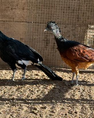 Hocco Crax Rubra e Pauxi Pauxi