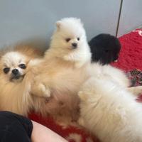 Cuccioli Volpino Pomerania perdigree Enci