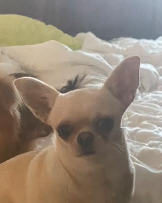 Chihuahua pl pc