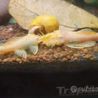 Coppia Ancistrus