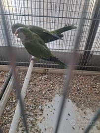 Parrochetto monaco maschio