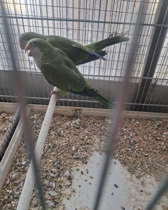 Parrochetto monaco maschio