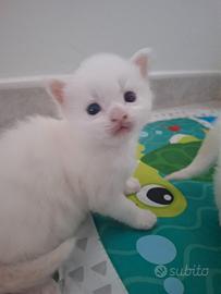 Cuccioli Maine coon