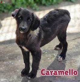 Caramello, cucciolotto grazioso, nato in canile