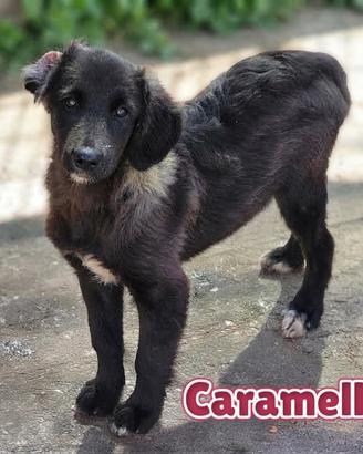 Caramello, cucciolotto grazioso, nato in canile