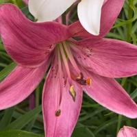 2 bulbi di giglio tigrino rosa, lilium