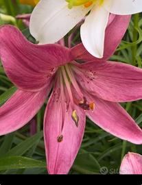 2 bulbi di giglio tigrino rosa, lilium