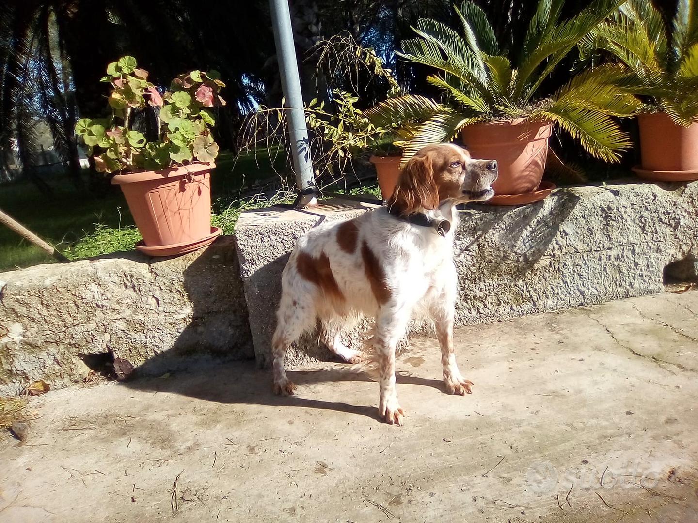 BRETON EPAGNEUL da caccia Animali In vendita a Brindisi