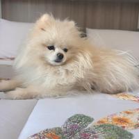Maschietto di pomerania pronto per accoppiamento