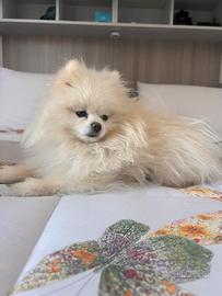 Maschietto di pomerania pronto per accoppiamento