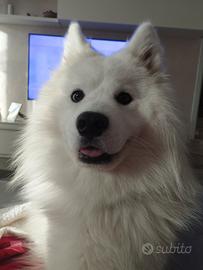 Samoiedo maschio