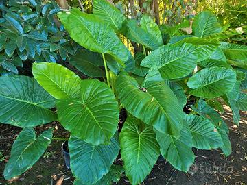 Piante di Alocasia