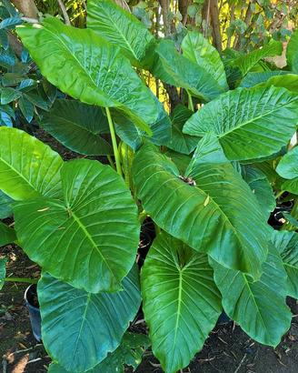 Piante di Alocasia