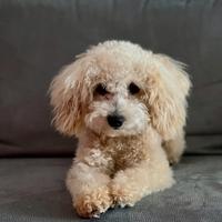 Barboncino Toy - disponibile per monta