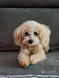 Barboncino Toy - disponibile per monta