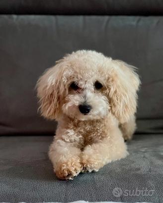 Barboncino Toy - disponibile per monta