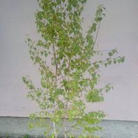 piante di Betulla Alba h 250 cm