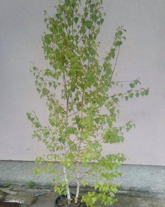 piante di Betulla Alba h 250 cm