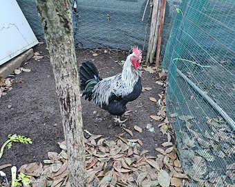 Gallo marans argento