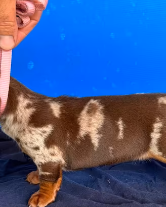 Cuccioli di bassotto nano e Kaninchen