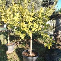 pianta di limone
