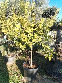 pianta di limone