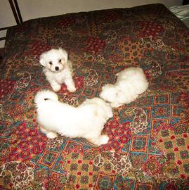 Cuccioli maltese