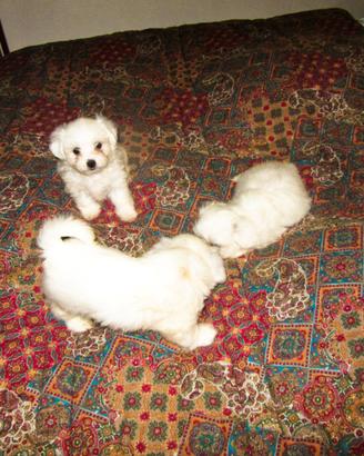 Cuccioli maltese