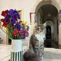 Maine coon femmina accoppiamento con stallone